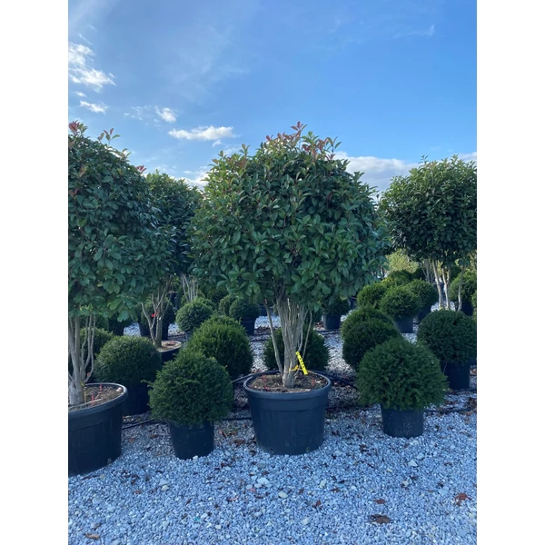 Örökzöld korallberkenye   PHOTINIA FRASERI RED ROBIN TÖBBTÖRZSES 200/250 K130