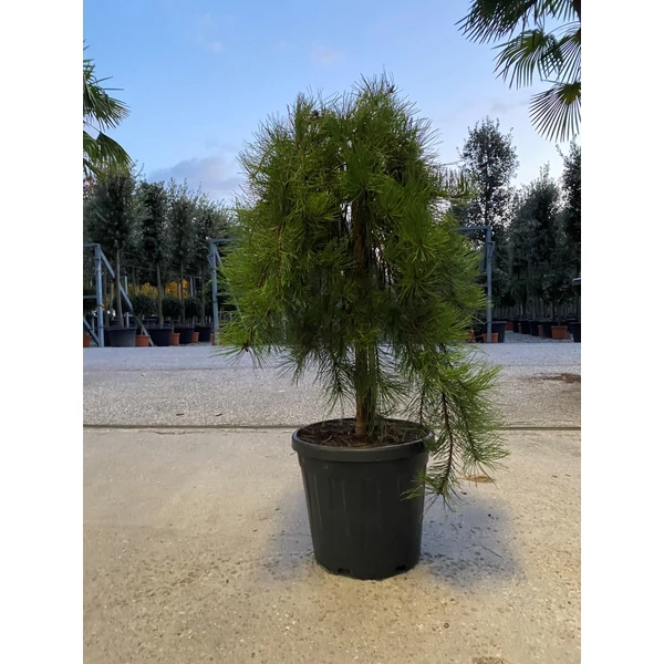 Japán erdeifenyő   PINUS DENSIFLORA PENDULA T1/2 K30
