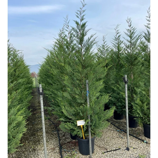 Leyland ciprus   CUPRESSOCYPARIS LEYLANDII 250/275 K30