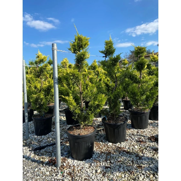 Arany lombú leyland ciprus CUPRESSOCYPARIS LEYLANDII CASTLEWELLAN GOLD POM-PON 160/+ K30