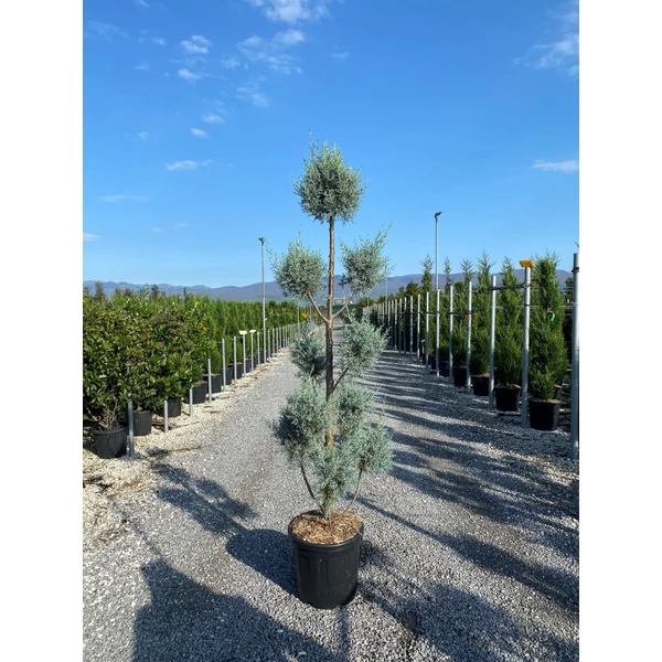 Oszlopos, kék arizoniai ciprus CUPRESSUS ARIZONICA FASTIGIATA POM-PON 160/+ K25