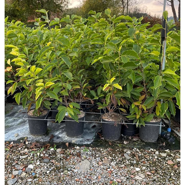 Bíborvörös liliomfa   MAGNOLIA PURPUREA 80/100 K10