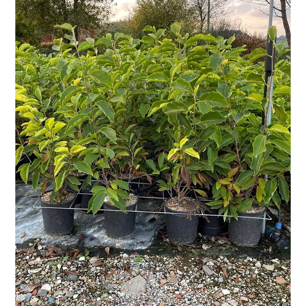 Nagyvirágú liliomfa   MAGNOLIA SOULANGEANA 80/100 K10 