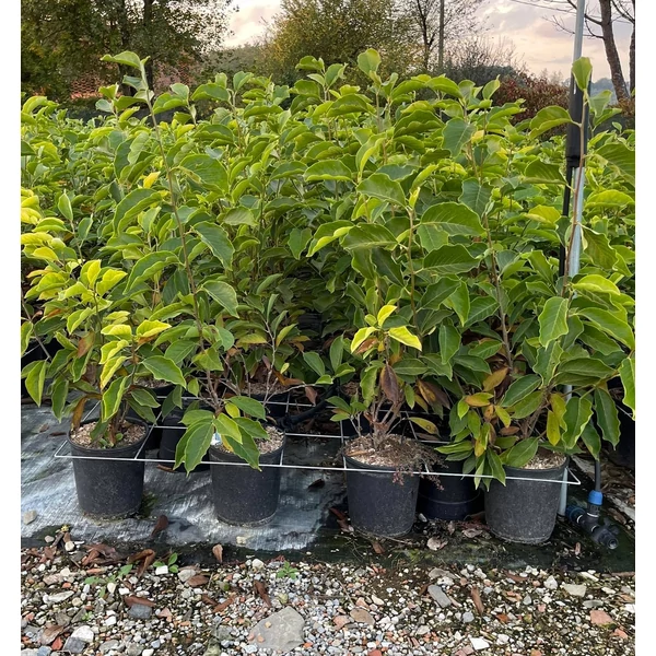 Csillagvirágú liliomfa   MAGNOLIA STELLATA 80/100 K10