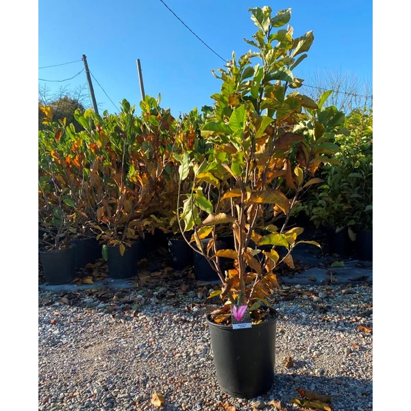 Liliomfa    MAGNOLIA SUSAN 80/100 K10