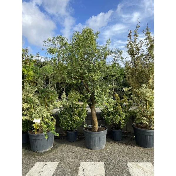 Olajfa    OLEA EUROPAEA T1/2 20/25 K110