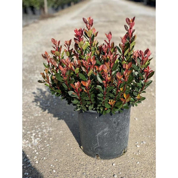 Örökzöld korallberkenye   PHOTINIA FRASERI CHICO K10