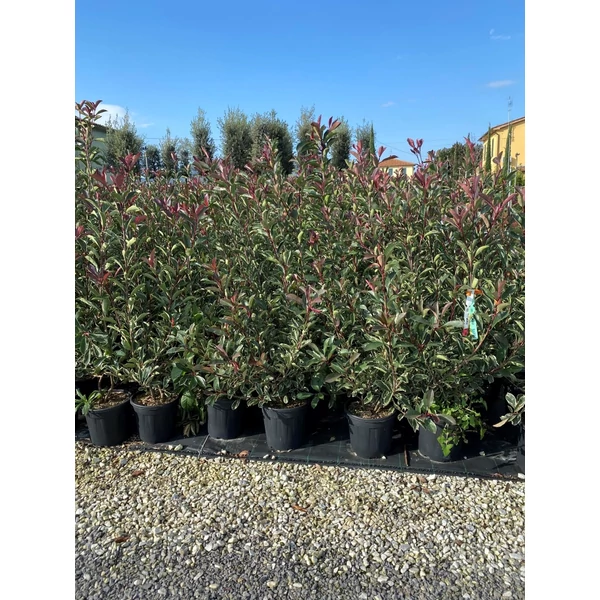 Örökzöld korallberkenye   PHOTINIA FRASERI PINK MARBLE 100/125 K10