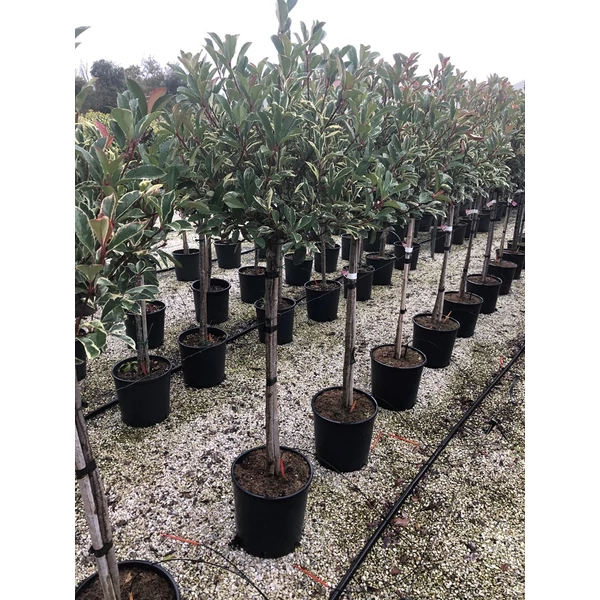 Örökzöld korallberkenye   PHOTINIA FRASERI PINK MARBLE T1/2 30/40 K18