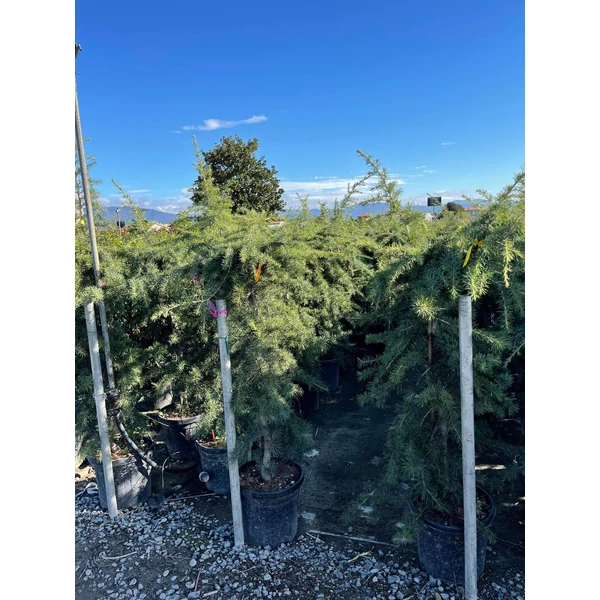 Csüngő himalájai cédrus  CEDRUS DEODARA PENDULA 100/120 K25
