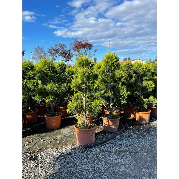 Arany lombú leyland ciprus CUPRESSOCYPARIS LEYLANDII CASTLEWELLAN GOLD POM-PON 80/+ K12