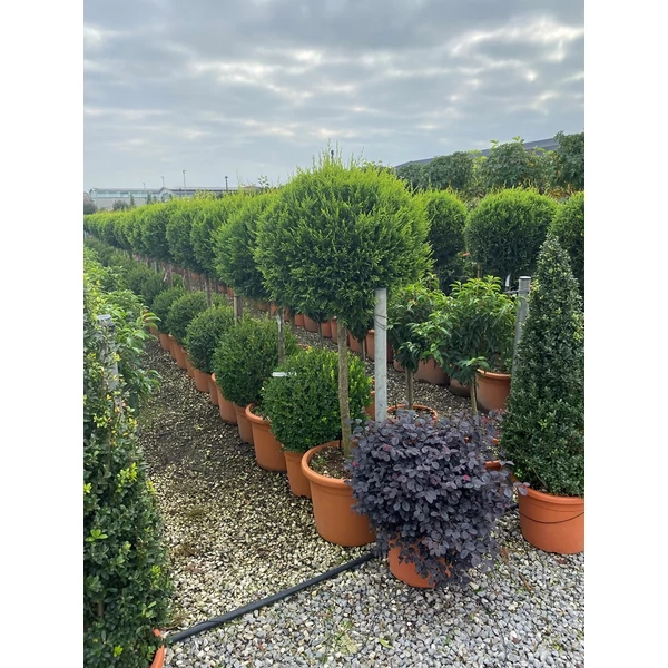 Arany lombú leyland ciprus CUPRESSOCYPARIS LEYLANDII CASTLEWELLAN GOLD