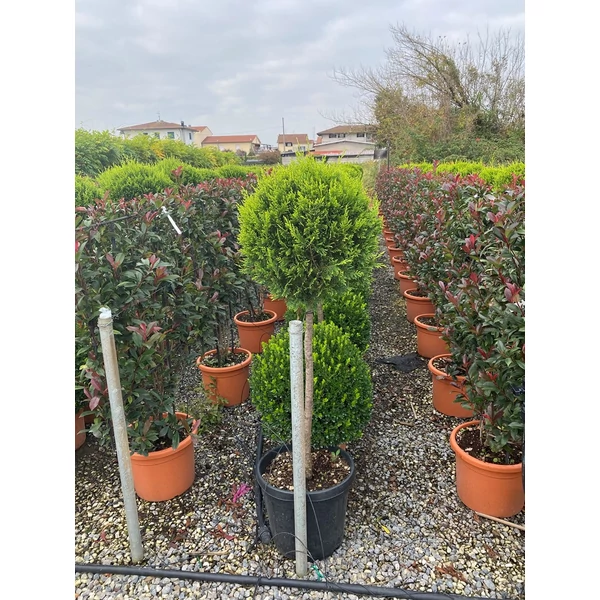Arany lombú leyland ciprus CUPRESSOCYPARIS LEYLANDII CASTLEWELLAN GOLD T80 K25