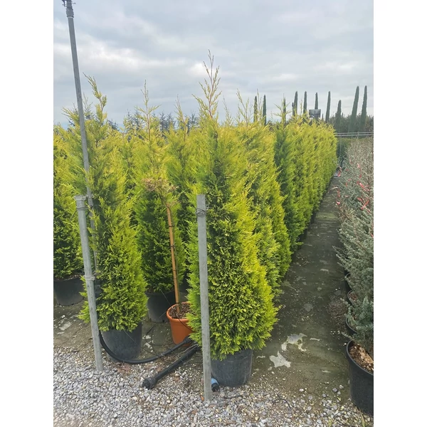 Arany lombú leyland ciprus CUPRESSOCYPARIS LEYLANDII GOLD RIDER 150/170 K20