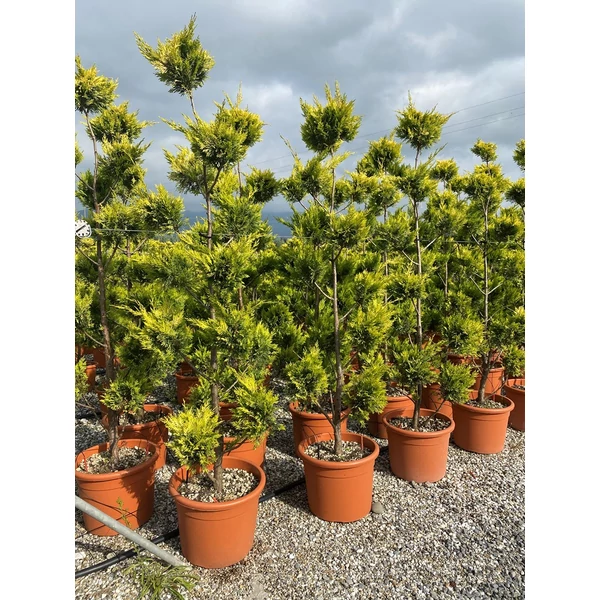 Arany lombú leyland ciprus CUPRESSOCYPARIS LEYLANDII GOLD RIDER POM-PON 170/+ K35