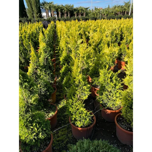 Arany lombú leyland ciprus CUPRESSOCYPARIS LEYLANDII GOLD RIDER SPIRÁL 80/+ K12