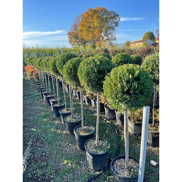 Leyland ciprus   CUPRESSOCYPARIS LEYLANDII PYRAMIDALIS T80 40/+ K18
