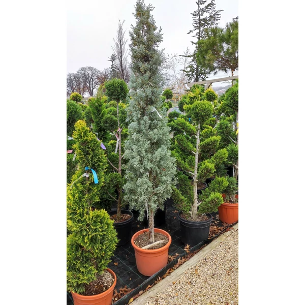 Oszlopos, kék arizoniai ciprus CUPRESSUS ARIZONICA FASTIGIATA T50 KÚP 150/200 K25