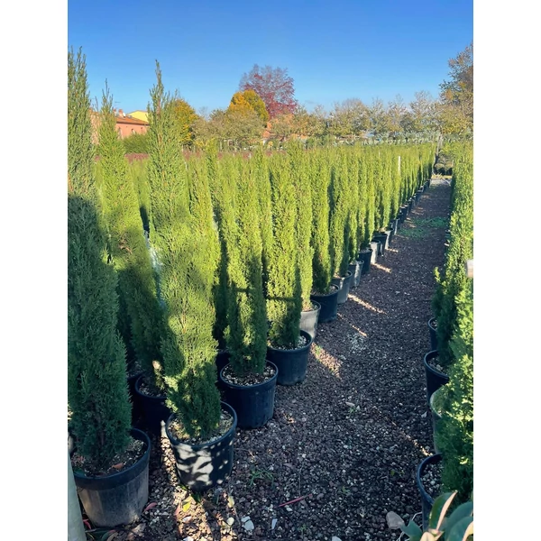 Európai ciprus   CUPRESSUS SEMPERVIRENS TOTEM 100/120 K18
