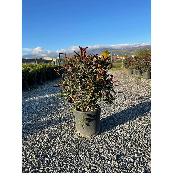 Örökzöld korallberkenye   PHOTINIA FRASERI COMPACTA 80/100 K18