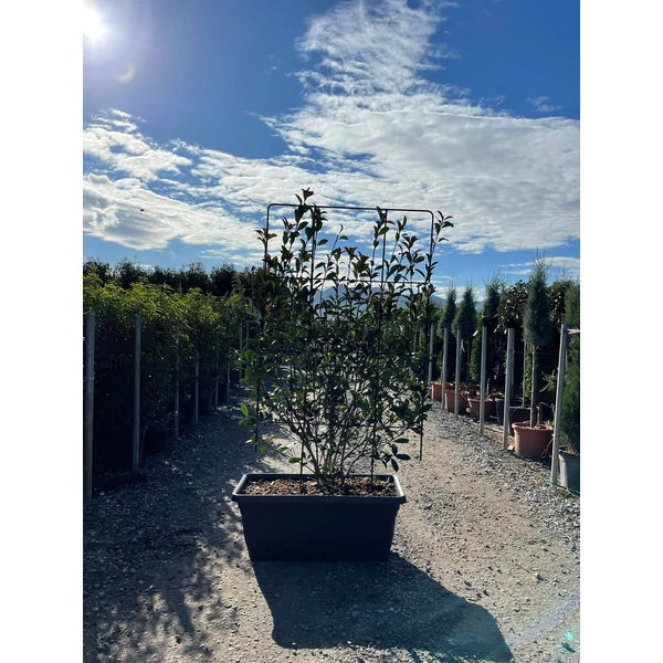 Örökzöld korallberkenye   PHOTINIA FRASERI COMPACTA FAL 140×80 BALKONLÁDÁBA K50
