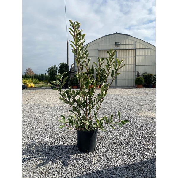Örökzöld korallberkenye   PHOTINIA FRASERI PINK MARBLE 80/100 K9