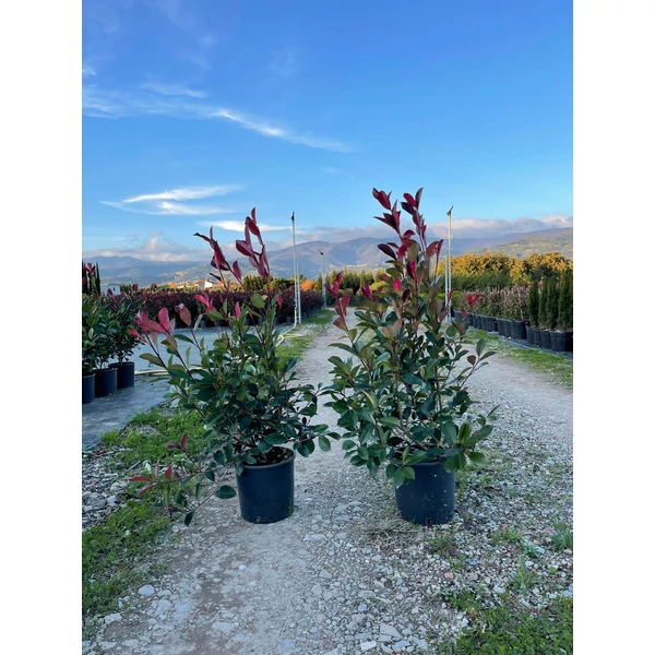 Örökzöld korallberkenye   PHOTINIA FRASERI RED ROBIN 80/100 K9