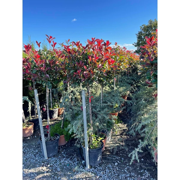 Örökzöld korallberkenye   PHOTINIA FRASERI RED ROBIN T80 K20