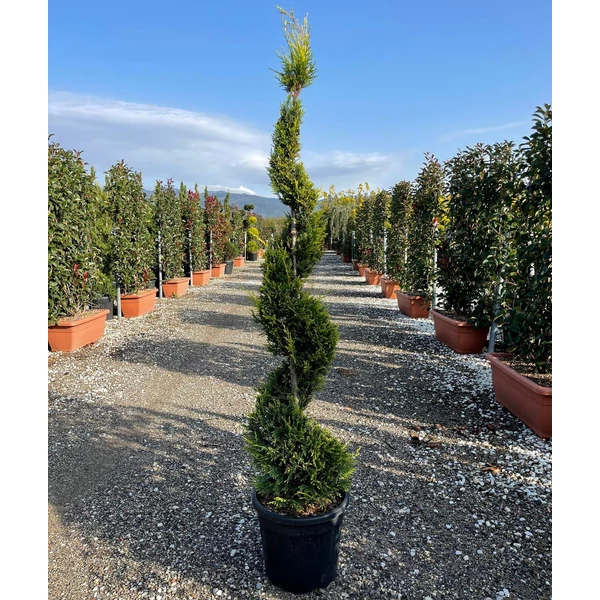 Arany lombú leyland ciprus CUPRESSOCYPARIS LEYLANDII CASTLEWELLAN GOLD SPIRÁL 120/140 K18