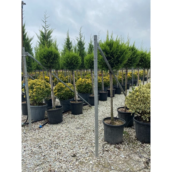 Arany lombú leyland ciprus CUPRESSOCYPARIS LEYLANDII CASTLEWELLAN GOLD T1/2 35/40 K20