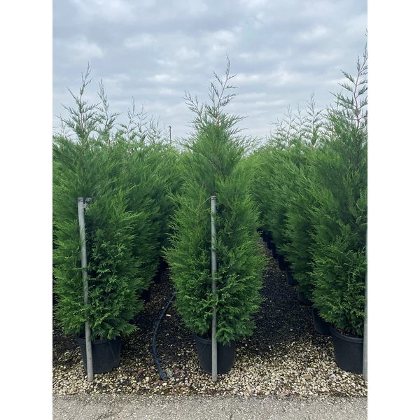 Leyland ciprus   CUPRESSOCYPARIS LEYLANDII VITO 200/250 K30