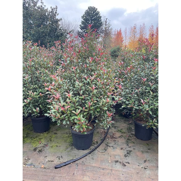 Örökzöld korallberkenye   PHOTINIA FRASERI COMPACTA KÚP 150/+ K35