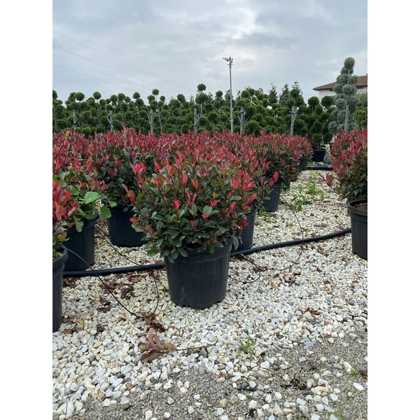 Örökzöld korallberkenye   PHOTINIA FRASERI NANA GÖMB 40/+ K18 