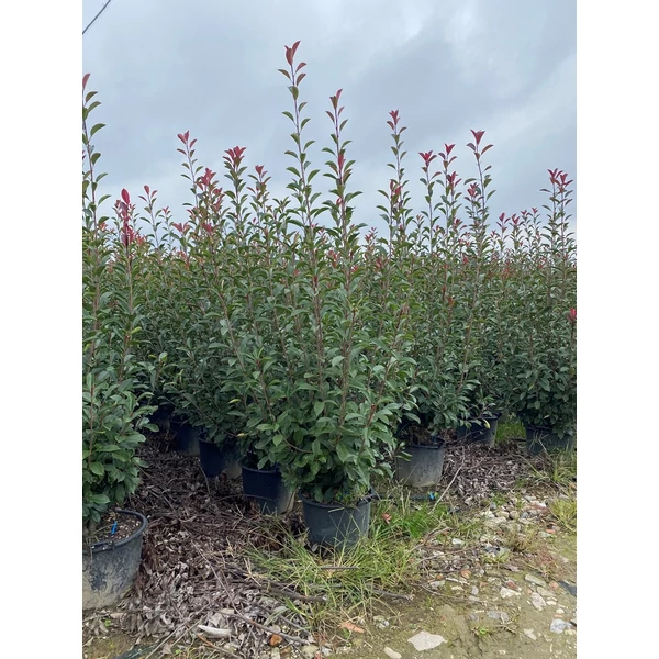 Örökzöld korallberkenye   PHOTINIA FRASERI RED ROBIN 175/200 EXTRA K30