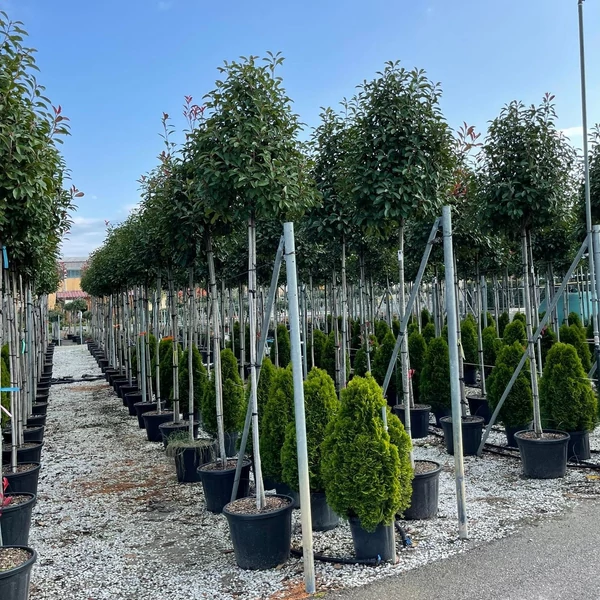 Örökzöld korallberkenye   PHOTINIA FRASERI RED ROBIN T200 10/12 K55