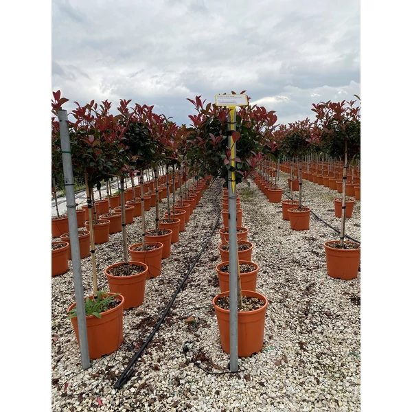Örökzöld korallberkenye   PHOTINIA X FRASERI CARRE ROUGE T1/2 35/40 K18