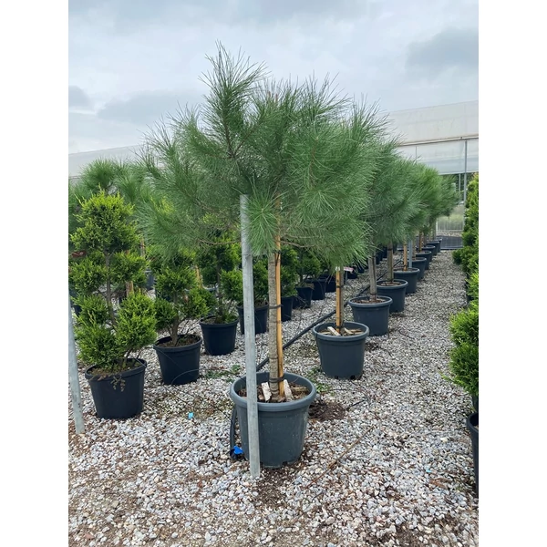 Mandulafenyő PINUS PINEA T125/150 10/12 K25