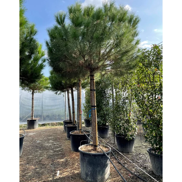 Mandulafenyő    PINUS PINEA T200 25/30 EXTRA K240