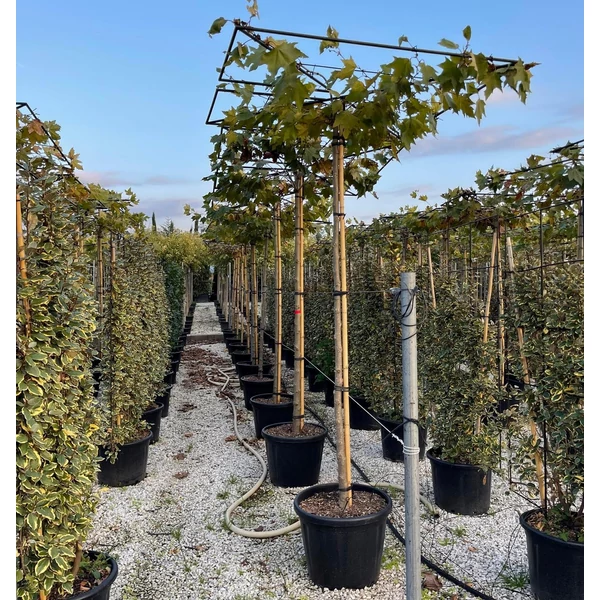 Juharlevelű platán   PLATANUS ACERIFOLIA TETŐ FORMA 14/16 K70