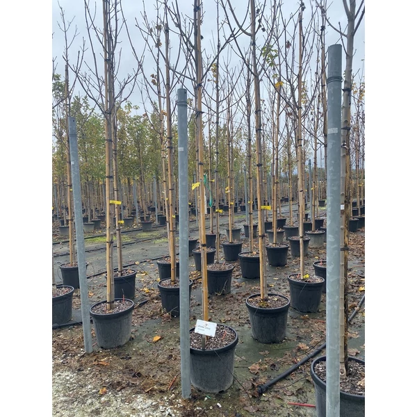 Sárga korai juhar  ACER PLATANOIDES PRINCETON GOLD T200 10/12 K30