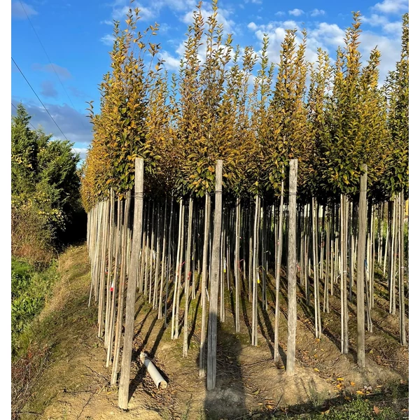 Oszlopos gyertyán   CARPINUS BETULUS PYRAMIDALIS T200 8/10 FÖLDLABDÁS