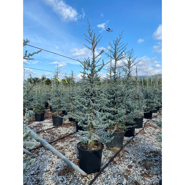 Kék atlasz cédrus  CEDRUS ATLANTICA GLAUCA 125/150 K25