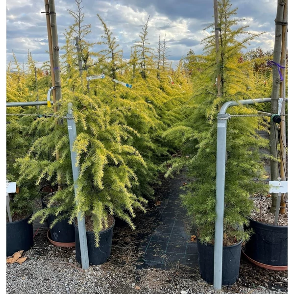 Sárga himalájai cédrus  CEDRUS DEODARA AUREA 100/125 K18