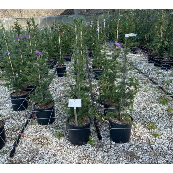 Libanoni cédrus   CEDRUS LIBANI K10