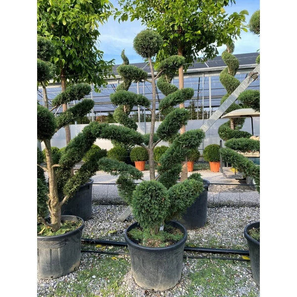 Arany lombú leyland ciprus CUPRESSOCYPARIS LEYLANDII CASTLEWELLAN GOLD BONSAI 175/200 K70