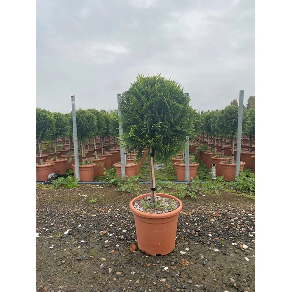 Arany lombú leyland ciprus CUPRESSOCYPARIS LEYLANDII CASTLEWELLAN GOLD T1/4 K9