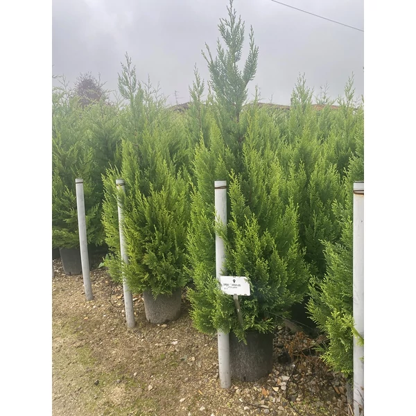 Arany lombú leyland ciprus CUPRESSOCYPARIS LEYLANDII EXCALIBUR GOLD K12