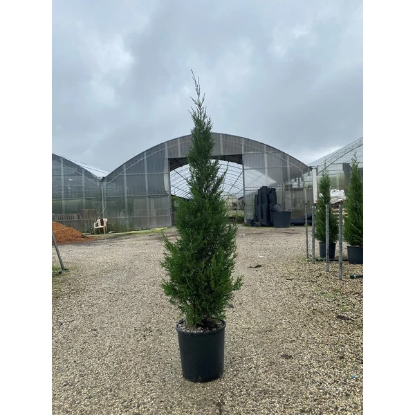 Leyland ciprus   CUPRESSOCYPARIS LEYLANDII PYRAMIDALIS 100/125 K10  