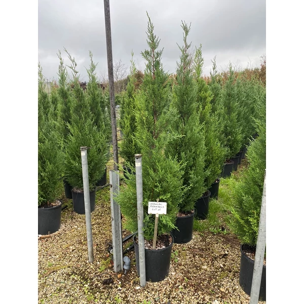 Leyland ciprus   CUPRESSOCYPARIS LEYLANDII PYRAMIDALIS 150/175 K15
