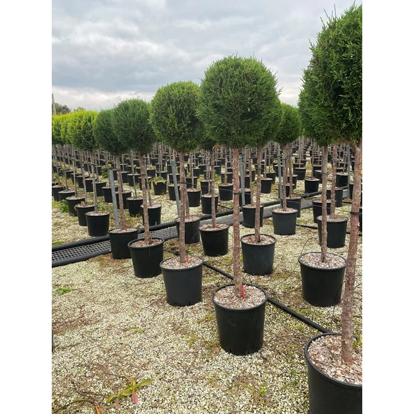 Leyland ciprus   CUPRESSOCYPARIS LEYLANDII PYRAMIDALIS T1/2 K18
